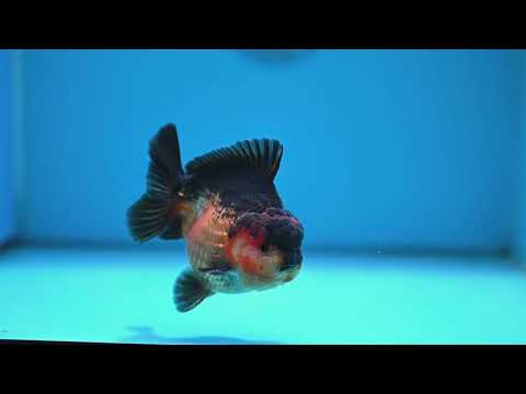 Apache YuanBao Oranda 3.8 inch Body (260320_OR06)