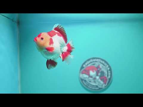 Red White YuanBao Oranda 3.5 inch Body (260619_OR06)