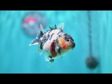 White Tiger Oranda 3.2 inch Body (260605_OR04)