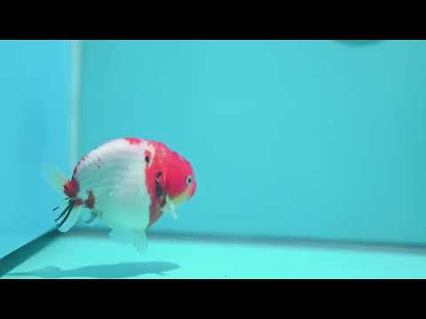 Sakura Ranchu 3.5 inch Body (260904_RC02)