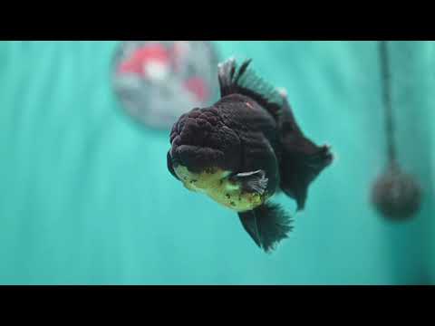 Red Kirin Orchid Tail Oranda 3.5 inch Body (260814_OR24)