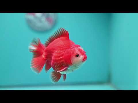 Red White YuanBao Oranda 4 inch Body (261002_OR01)