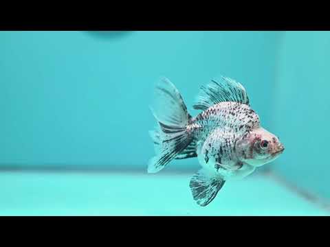 White Tiger Broad Tail Ryukin 3.5 inch Body (260605_RY08)