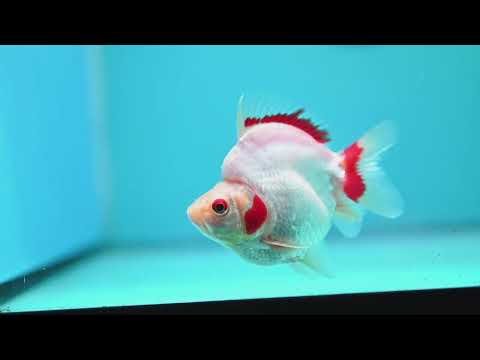 Red White Ryukin 3.5 inch Body (261002_RY01)
