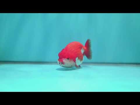 Red White Ranchu 3.5 inch Body (260424_RC02)