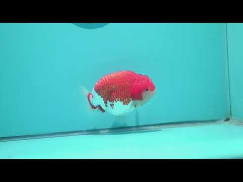 Red White Ranchu 4 inch Body (260619_RC10)