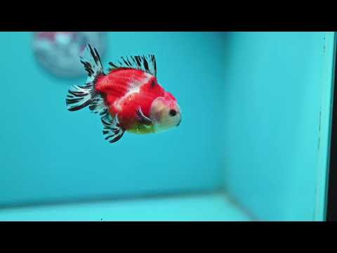Shogun Sakura Oranda inch Body (260918_OR13)