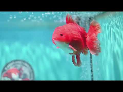 Red White Rose Tail Oranda 3.5 inch Body (260814_OR15)