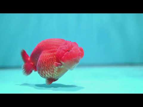 Large Classic Red Ranchu 4.5 inch Body (260612_RC02)