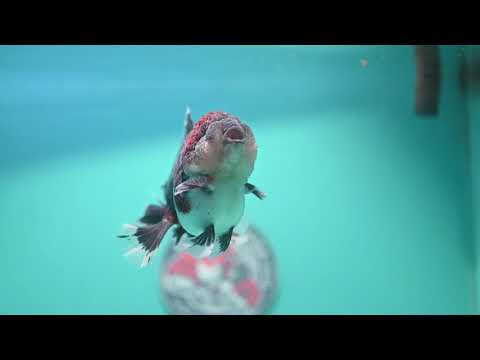 Blue Based Kirin Oranda 4 inch Body (260828_OR20)