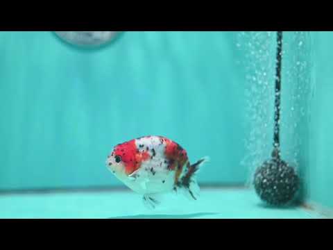 Calico Ranchu 3.5 inch Body (260821_RC05)