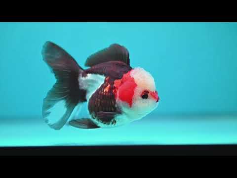 Tricolor Oranda 3 inch Body (260918_OR03)