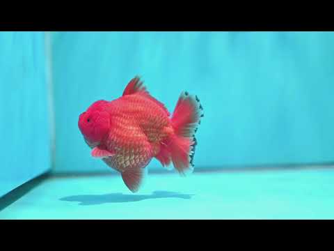 Shogun Classic Red Oranda 3.5 inch Body (260508_OR04)
