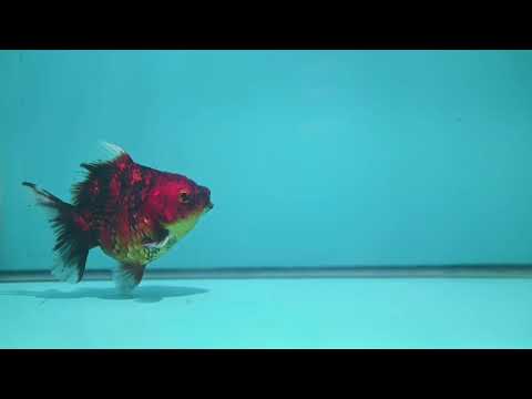 Tiger Oranda 3.5 inch Body (260925_OR11)
