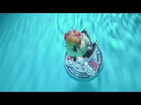 Shogun Galaxy Oranda 3 inch Body (260814_OR09)