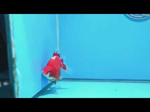 Red White Ryukin 3.5 inch Body (261023_RY02)