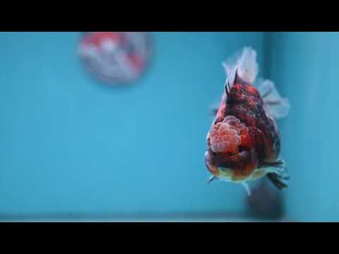Tiger Short Tail Oranda 4 inch Body (260227_OR11)