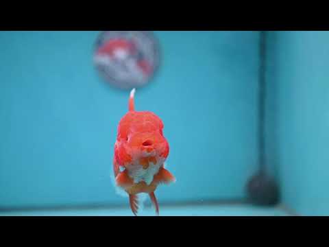 AAA Grade Red White Oranda 4 inch Body (260227_OR12)