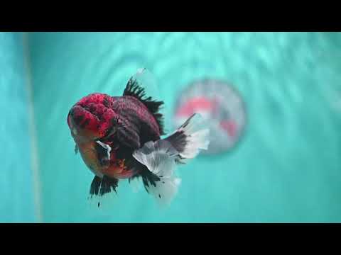 AAA Grade Heavy Ink Tiger Rose Tail Oranda 3.5 inch Body (260807_OR09)