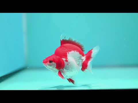 Red White Ryukin 3 inch Body (261002_RY04)