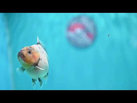 White Tiger Oranda 3.5 inch Body (260612_OR01)