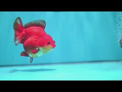 Red White YuanBao Oranda 3.8 inch Body (260821_OR23)