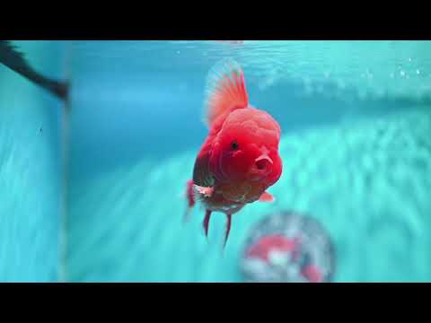 Classic Red Rose Tail Oranda 4 inch Body (260529_OR03)