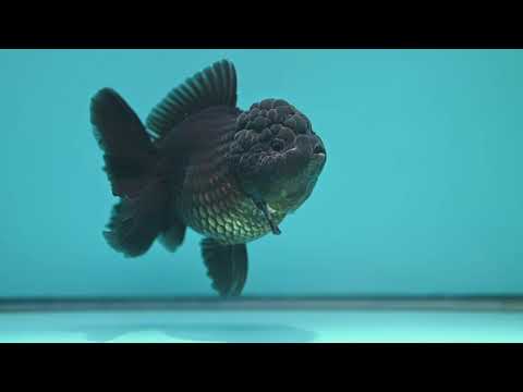 Black YuanBao Oranda 3.5 inch Body (260320_OR04)