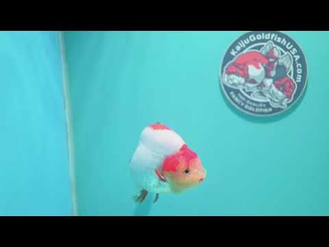 Red White Ranchu 4 inch Body (260515_RC04)