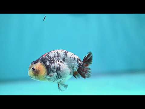 White Tiger Ranchu 3.5 inch Body (260918_RC04)