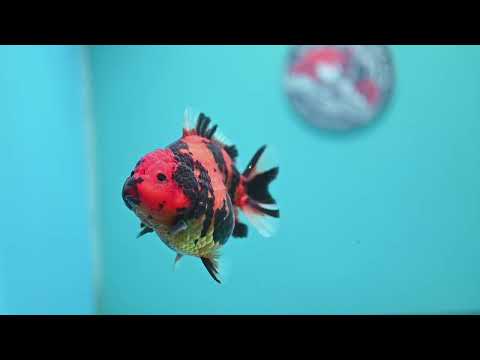Tiger Oranda 3.5 inch Body (260605_OR11)