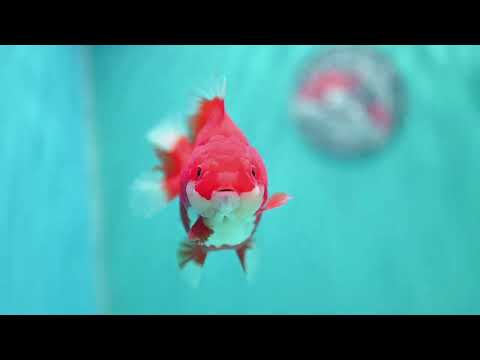 Red White YuanBao Oranda 3.5 inch Body (260619_OR03)