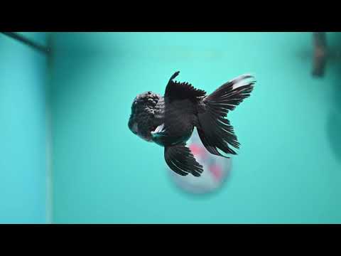 Black Rosetail Oranda 3.5 inch Body (260313_OR01)