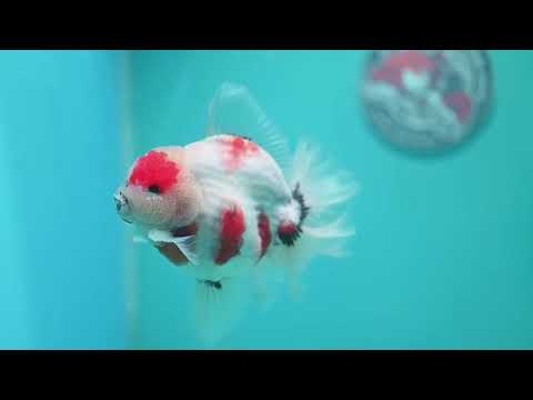 Sakura Oranda 4 inch Body (260925_OR03)