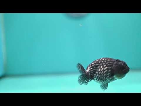 Platinum Ranchu 3.5 inch Body (260522_RC07)