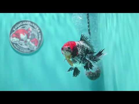 Red Head Kirin Oranda 3.5 inch Body (260814_OR23)