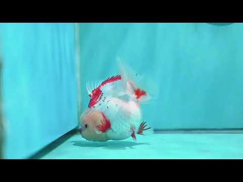 Shogun Polkadot Oranda 4 inch Body (260515_OR11)