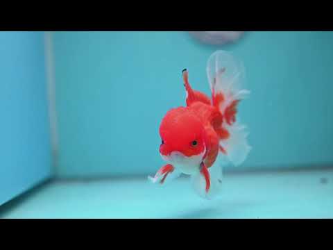 Red White Rose Tail Oranda 3.5 inch Body (260227_OR02)