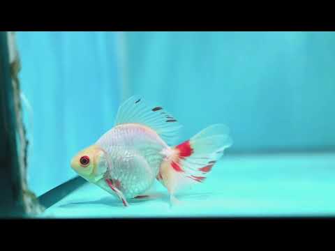 Red White Butterfly Tail Ryukin 3.5 inch Body (260904_RY01)
