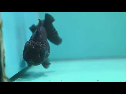 Jet Black Oranda 4 inch Body (260424_OR10)