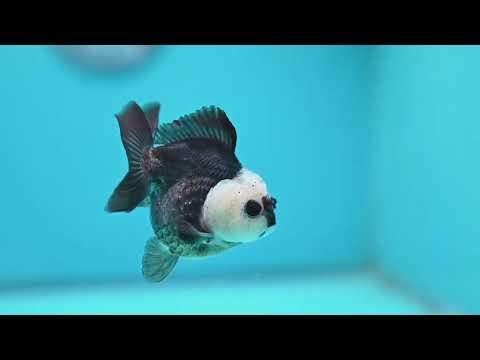 Panda Oranda 2.5 inch Body (260918_OR05)