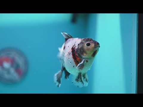 Shogun Blue Based Oranda inch Body (260320_OR12)