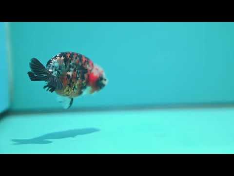 Calico Ranchu 3 inch Body (260508_RC07)