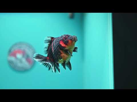 Heavy Ink Tiger Oranda 3.5 inch Body (260619_OR11)