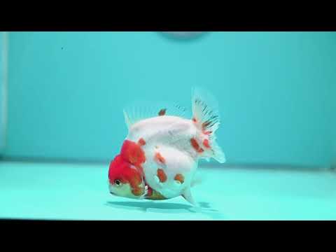 Sakura Oranda inch 4 Body (260828_OR22)
