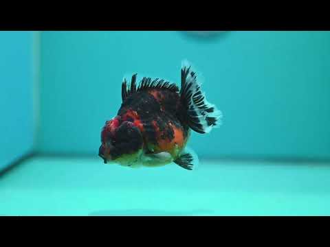 Tiger Oranda 3.5 inch Body (260731_OR09)