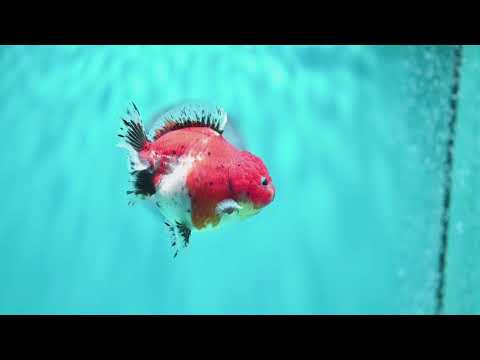 Shogun Tricolor Sakura Oranda 3.5 inch Body (260828_OR04)