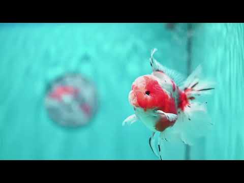 Sakura Rose Tail Oranda 3.5 inch Body (260619_OR02)