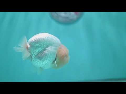 Snow White Ranchu 4.2 inch Body (260731_RC01)