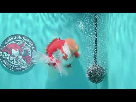 Chicken Face Red White Orchid Tail Oranda 3.5 inch Body (260904_OR01)